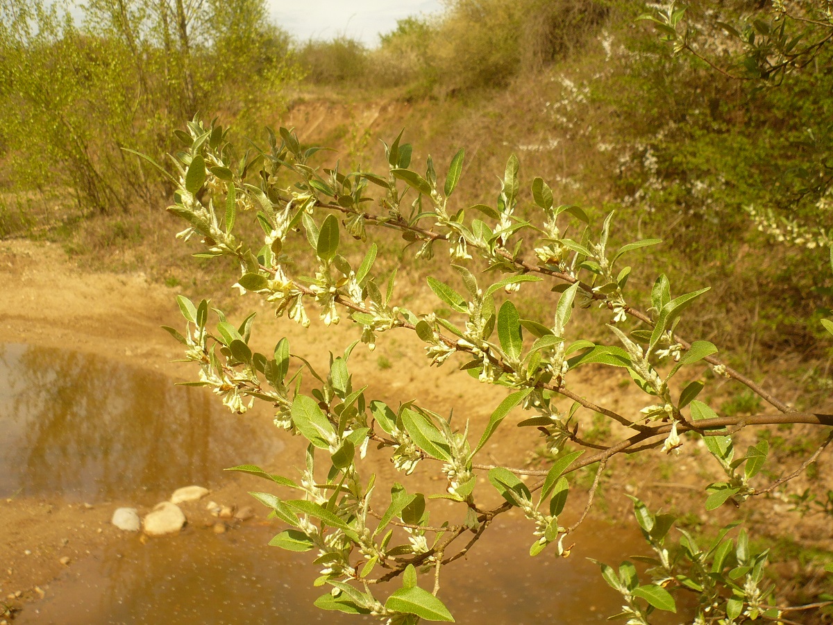 Elaeagnus angustifolia (Elaeagnaceae)
